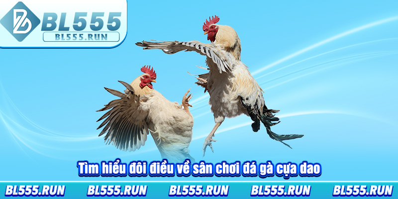 Tìm hiểu đôi điều về sân chơi đá gà cựa dao