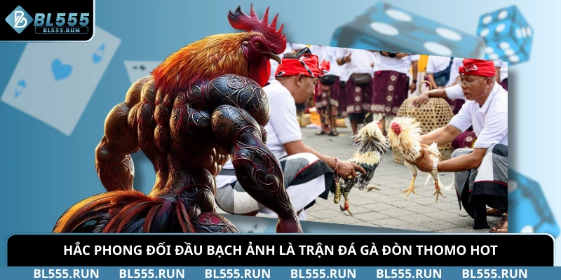 Hắc Phong đối đầu Bạch Ảnh là trận đá gà đòn Thomo HOT